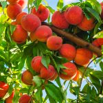 texas fruit tree peach