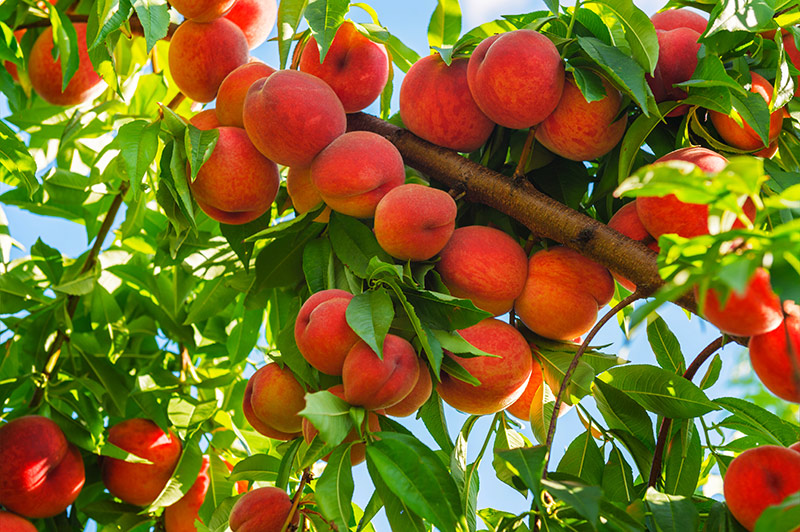 texas fruit tree peach