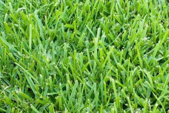 st augustine grass type texas