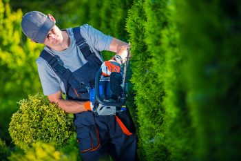 shrub trimming service grapevine