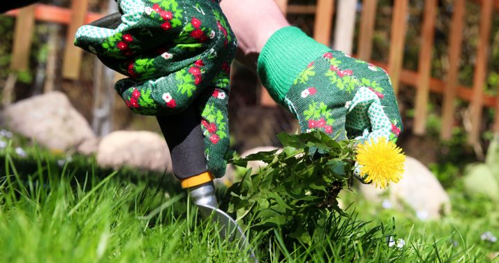 pulling weeds in gardening with sustainable products