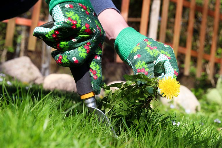 pulling weeds in gardening with sustainable products