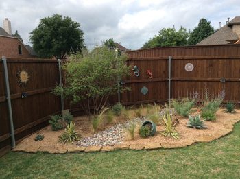 backyard xeriscaping