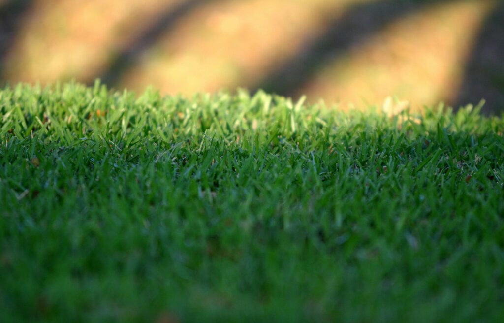 why does my grass grow so fast