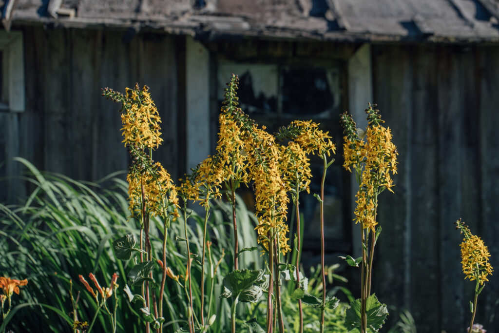 Ligularia
