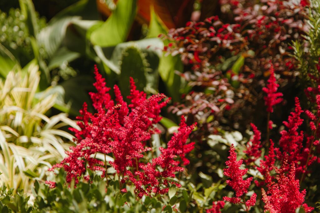 astilbe plant