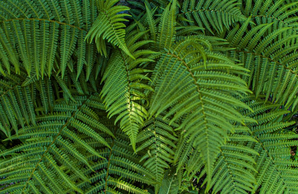 fern
