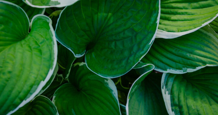 plants that like wet soil and shade