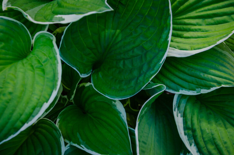plants that like wet soil and shade