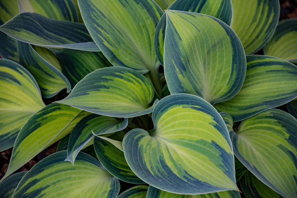 plants that like wet soil and shade 