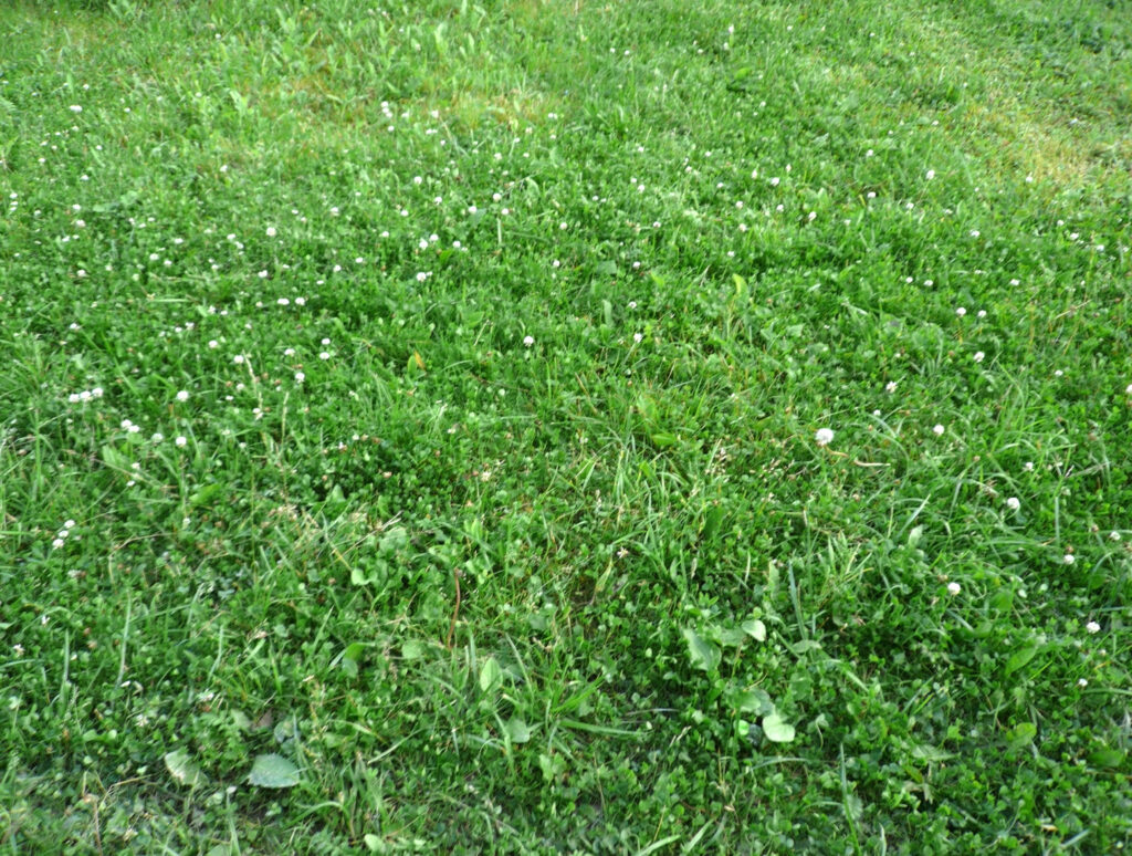 how to weed and feed your lawn