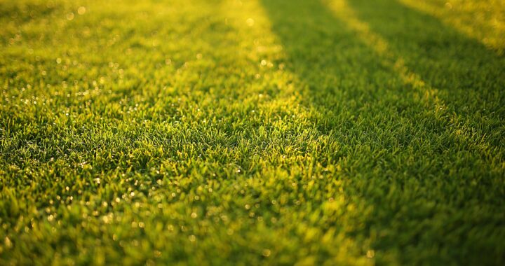 how often can i weed and feed my lawn