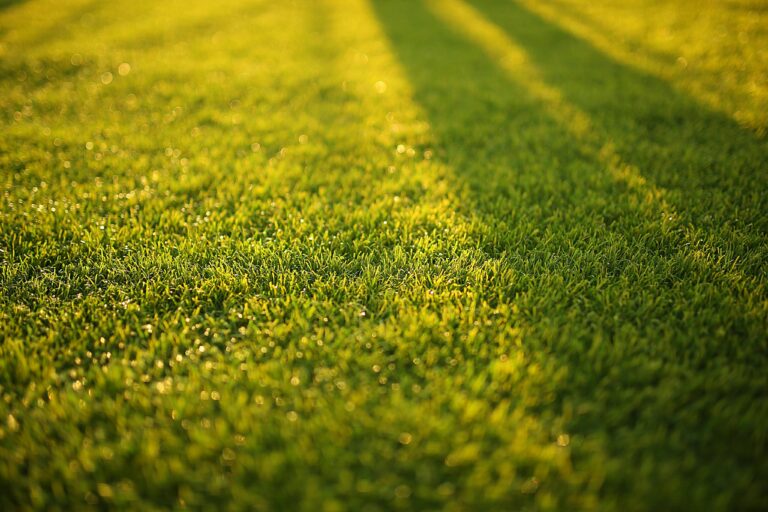 how often can i weed and feed my lawn